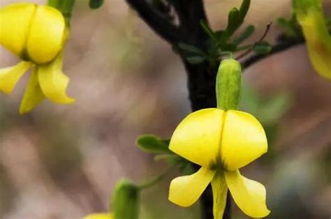 金雀花花語|金雀花的花語